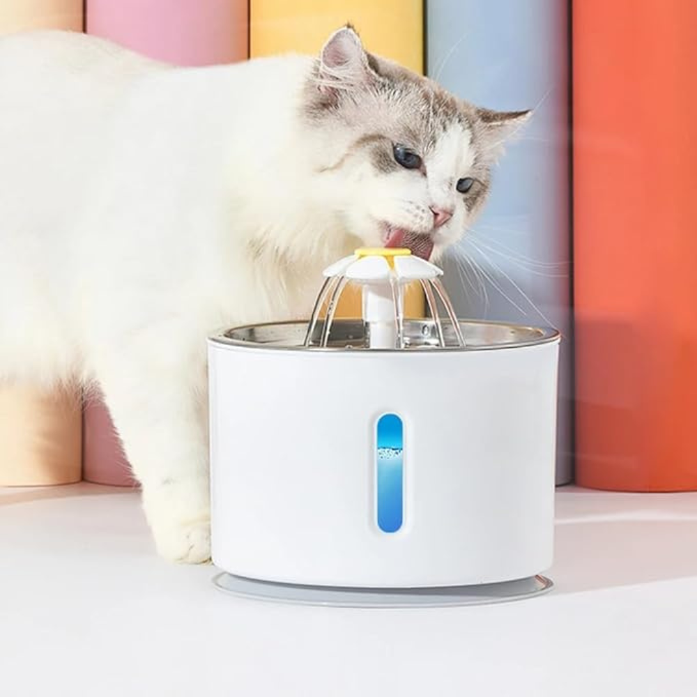 Fontaine à Eau pour Chat | Sûre, Silencieuse, Eau Filtrée
