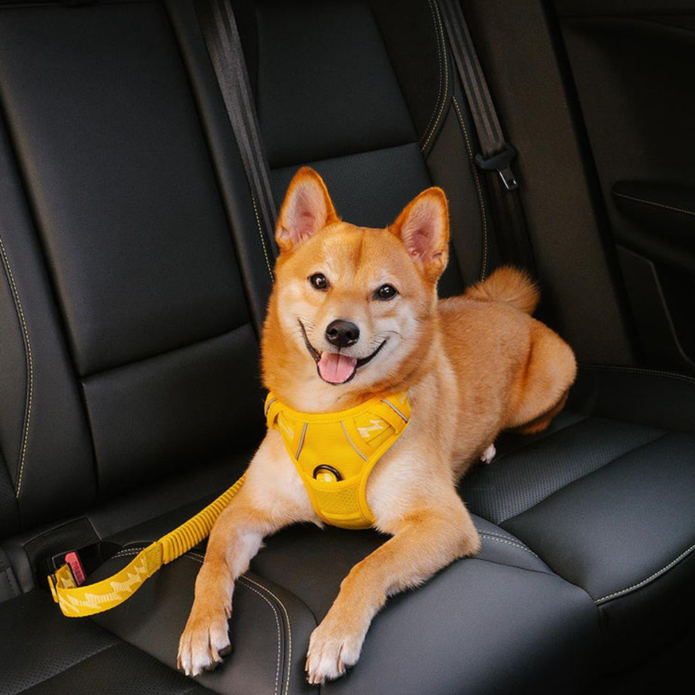 Ceinture de Sécurité Ajustable pour Chien | Voyage Sûr et Confortable
