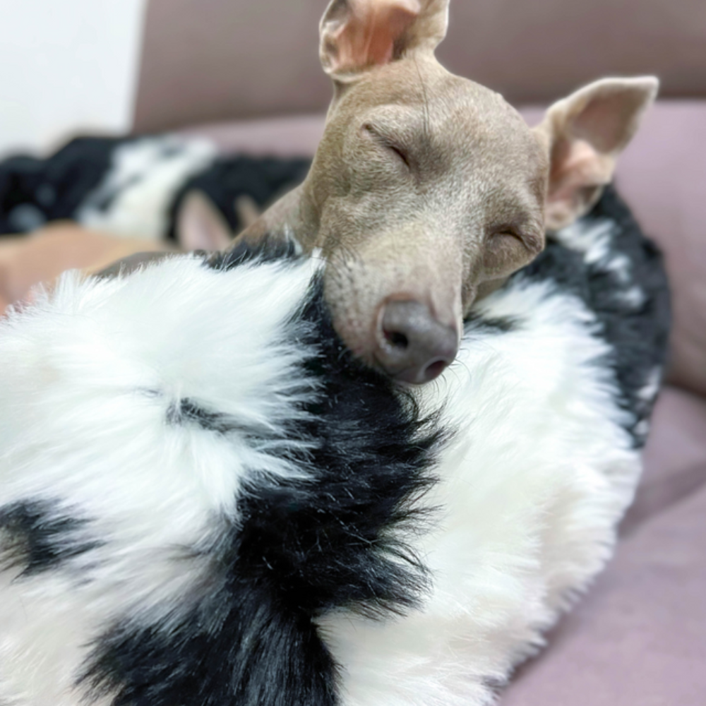 LuxePaws Protecteur de Canapé Apaisant pour Chiens | Confort Élégant