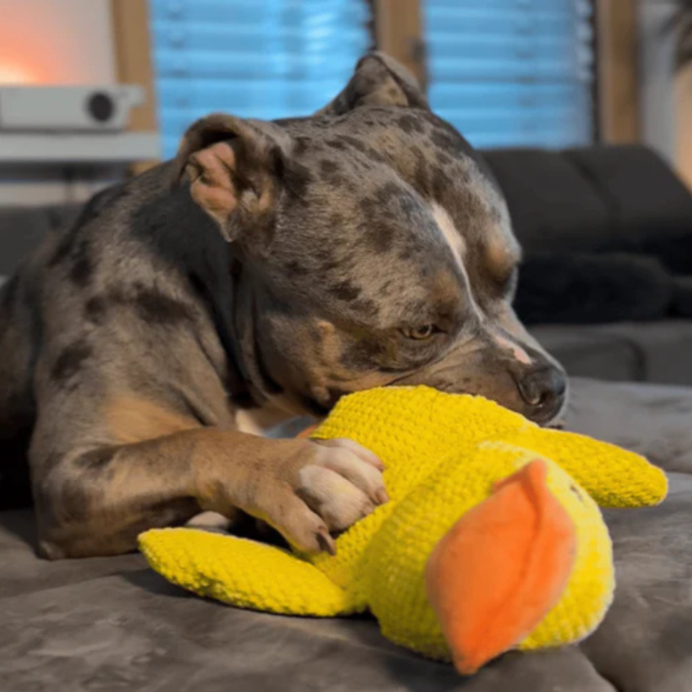 Jouet Chien StressQuack | Mâchouille Anti-Stress avec Couinement
