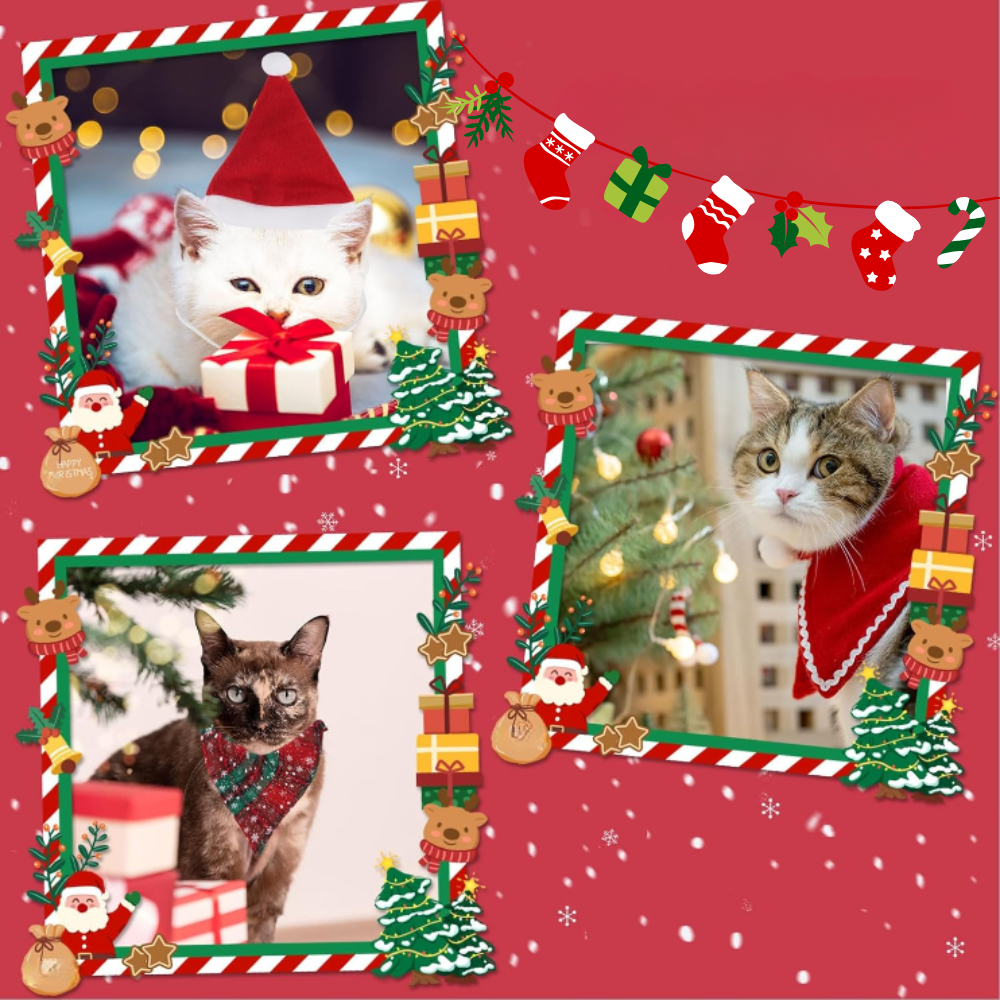Coffret Cadeau de Noël pour Chat | Jouets Amusants, Accessoires Adorables