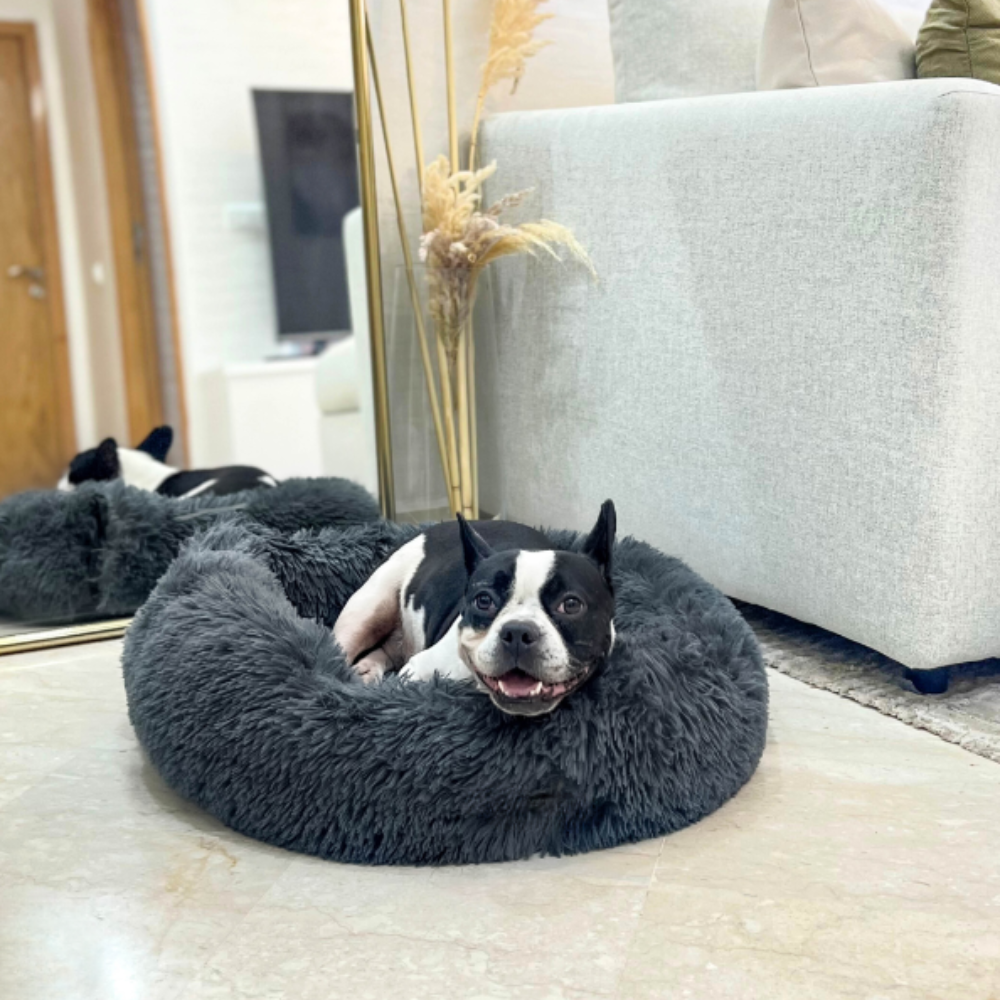 CozyRide Siège Auto 2‑en‑1 pour Animaux | Confort et Protection Partout