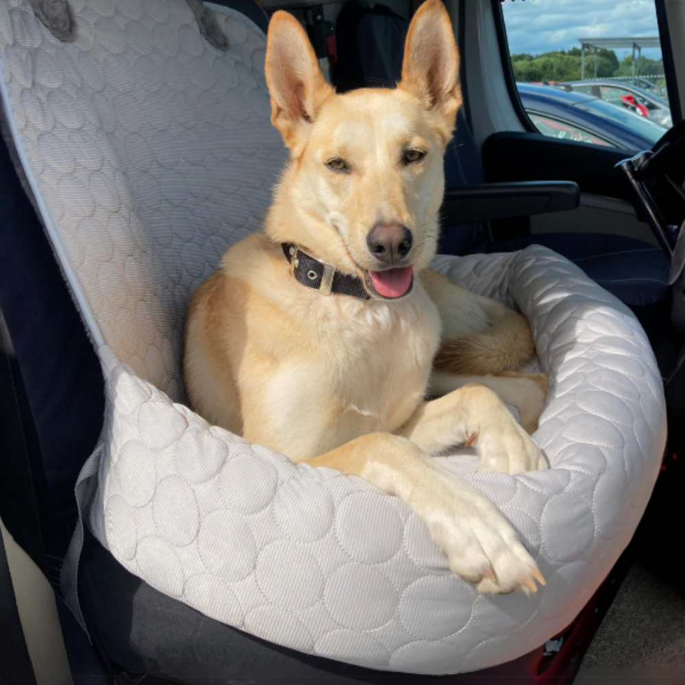 ChillPaws Lit Rafraîchissant | Garde les Animaux au Frais et Confortables