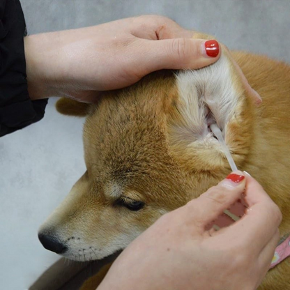 Cotons-Tiges de Nettoyage d’Oreilles pour Animaux | Soin Sûr et Efficace